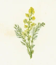Echtes Labkraut, Galium Verum